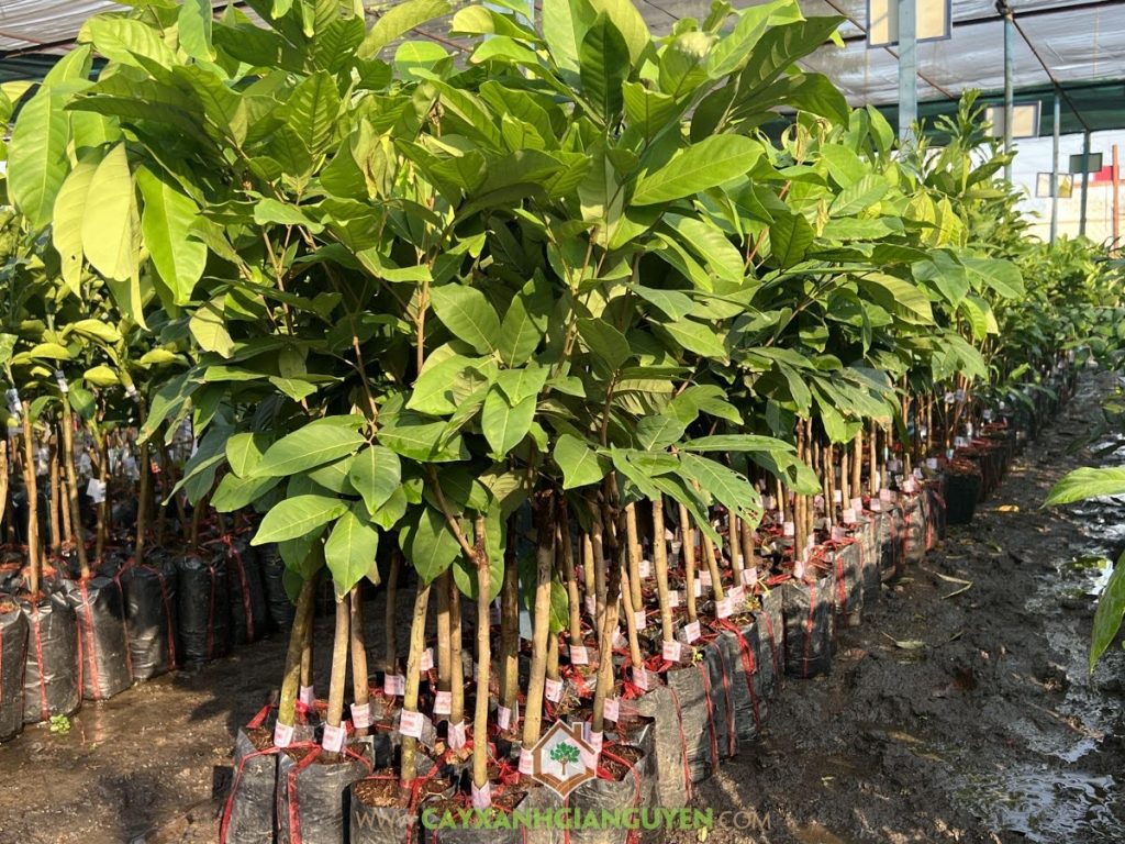 Mua chôm chôm Tiến Cường giá rẻ, địa chỉ bán giống chôm chôm uy tín, kinh nghiệm mua cây giống