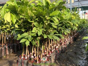 Mua chôm chôm Tiến Cường giá rẻ, địa chỉ bán giống chôm chôm uy tín, kinh nghiệm mua cây giống