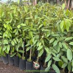 HƯỚNG DẪN KỸ THUẬT TRỒNG VÀ CHĂM SÓC SẦU RIÊNG BLACK THORN