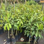 Ở ĐÂU BÁN CÂY GIỐNG SẦU RIÊNG BLACK THORN UY TÍN, CHẤT LƯỢNG?