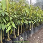 CÁCH MUA CÂY GIỐNG SẦU RIÊNG BLACK THORN CHẤT LƯỢNG VÀ GIÁ RẺ