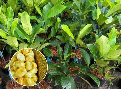 Mít tố nữ vị sầu riêng, cây giống mít tố nữ sầu riêng, đặc điểm mít tố nữ vị sầu riêng, mua giống mít tố nữ ở đâu chuẩn