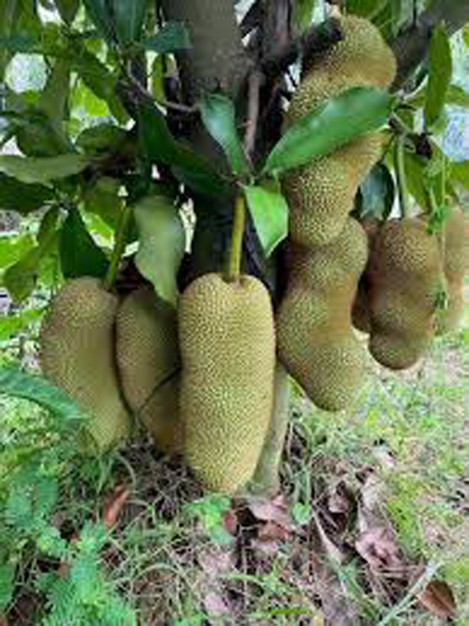 Trồng xen mít tố nữ vị sầu riêng, kỹ thuật xen canh vườn sầu riêng, lợi ích trồng xen canh mít, mua giống mít tố nữ uy tín