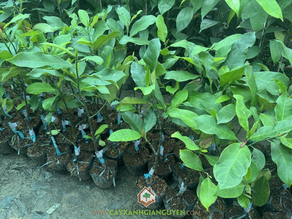 Mít tố nữ vị sầu riêng, cây giống mít tố nữ sầu riêng, đặc điểm mít tố nữ vị sầu riêng, mua giống mít tố nữ ở đâu chuẩn