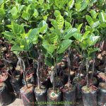 KỸ THUẬT TRỒNG VÀ CHĂM SÓC CÂY MÍT KHÔNG HẠT