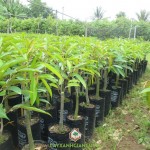 KỸ THUẬT TRỒNG CÂY SẦU RIÊNG