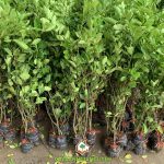 KỸ THUẬT TRỒNG VÀ CHĂM SÓC CÂY CHANH GIẤY