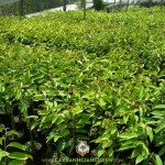 KỸ THUẬT TRỒNG VÀ CHĂM SÓC CÂY SẦU RIÊNG RI 6