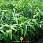 KỸ THUẬT TRỒNG VÀ CHĂM SÓC CÂY XOÀI ĐÀI LOAN