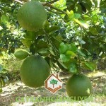 NHỮNG BÍ MẬT TRỒNG CÂY ĂN QUẢ CÓ MÚI