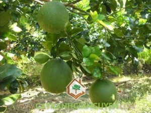 Cây bưởi da xanh