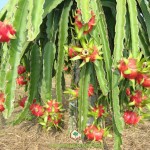 KỸ THUẬT TRỒNG VÀ CHĂM SÓC CÂY THANH LONG RUỘT ĐỎ