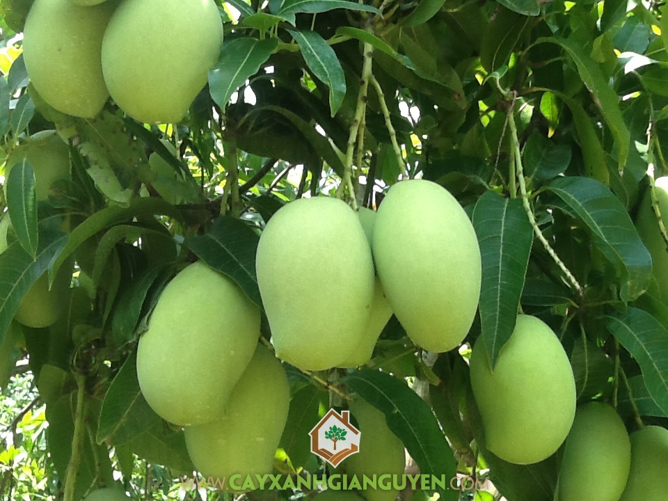 Xoài cát hòa lộc, xoài cát, chăm sóc cây, trồng cây, cây xoài