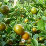 KỸ THUẬT TRỒNG CÂY TẮC HIỆU QUẢ
