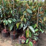 BẬT MÍ KỸ THUẬT TRỒNG CÂY VÚ SỮA