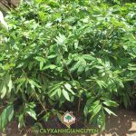 KỸ THUẬT TRỒNG VÀ CHĂM SÓC CÂY NHÃN SAI QUẢ