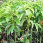 KỸ THUẬT TRỒNG CÂY BƠ