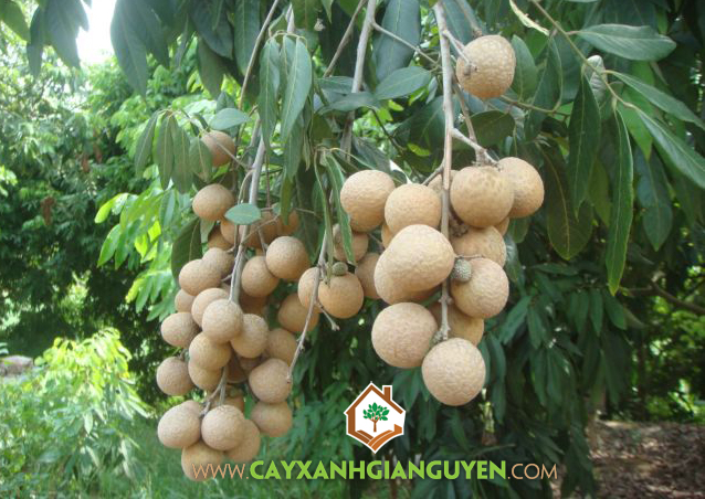 cây nhãn, chăm sóc cây nhãn, cách chăm sóc cây nhãn, cây nhãn giống, kĩ thuật trồng cây nhãn