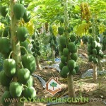 KỸ THUẬT TRỒNG CÂY ĐU ĐỦ NĂNG SUẤT CAO