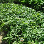 BÓN TRẤU CHO CÂY NHÃN CÓ ĐƯỢC KHÔNG?