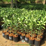 MUA GIỐNG BƯỞI DA XANH Ở ĐÂU?