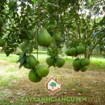 LÀM SAO PHÁT TRIỂN HƠN VIỆC TRỒNG BƯỞI DA XANH XUẤT KHẨU