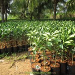 TRỒNG BƯỞI DA XANH THEO TIÊU CHÍ XUẤT KHẨU VIETGAP