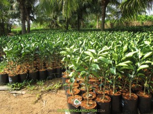 Trồng bưởi da xanh, Tiêu chuẩn VietGap, Cây Bưởi Da Xanh, Giống cây trồng, GlobalGap