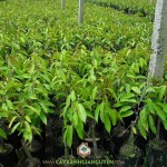 CÁCH GHÉP CÂY SẦU RIÊNG