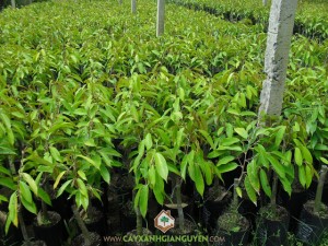 Cây Sầu Riêng, Sầu Riêng, Cách ghép cây sầu riêng, Nhân giống cây sầu riêng, Cây ăn trái