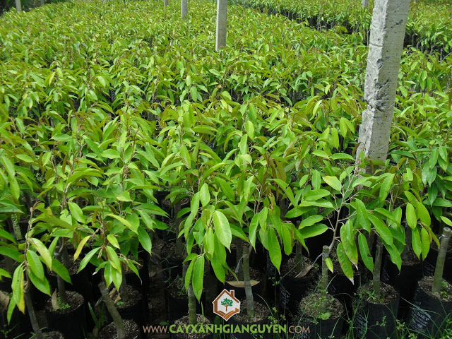 Cây Sầu Riêng, Sầu Riêng, Cách ghép cây sầu riêng, Nhân giống cây sầu riêng, Cây ăn trái