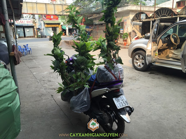 Cây Xanh Gia Nguyễn, Cây Mận An Phước, Cây Bưởi Da Xanh, Cây ăn trái, Công nhân Cây Xanh Gia Nguyễn