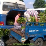 CÂY XANH GIA NGUYỄN CUNG CẤP NHIỀU LOẠI GIỐNG CÂY ĂN TRÁI CHO CHỊ NGUYỆT Ở LÂM ĐỒNG