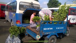 Giống cây ăn trái, Chôm Chôm Thái, Bơ Sáp Da Xanh, Mận An Phước, Cách trồng và chăm sóc cây