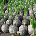 TẠI SAO TRỒNG DỪA XIÊM LÙN ĐANG ĐƯỢC ƯA CHUỘNG?