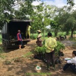 CÂY XANH GIA NGUYỄN CUNG CẤP CÂY BƠ SÁP DA XANH CHO KHU SINH THÁI SƠN TIÊN