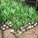 KỸ THUẬT TRỒNG DỪA XIÊM LÙN