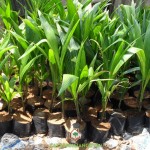 VƯỜN ƯƠM CÂY XANH GIA NGUYỄN BÁN GIỐNG DỪA XIÊM LÙN