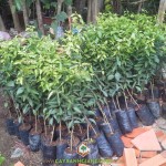 VÌ SAO NHIỀU NGƯỜI DÂN CHỌN TRỒNG CÂY QUÝT ĐƯỜNG