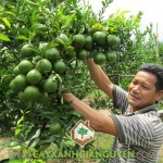 VÌ SAO TRỒNG CÂY QUÝT ĐƯỜNG LÀ GIẢI PHÁP LÀM GIÀU CHO NHÀ NÔNG