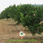 KỸ THUẬT TRỒNG QUÝT ĐƯỜNG