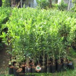 Ở ĐÂU BÁN CÂY GIỐNG QUÝT ĐƯỜNG
