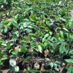 TẠI SAO TRỒNG VÚ SỮA LÒ RÈN LÀ ĐẦU TƯ KHÔN NGOAN