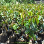 NÊN MUA GIỐNG CÂY VÚ SỮA LÒ RÈN Ở ĐÂU?