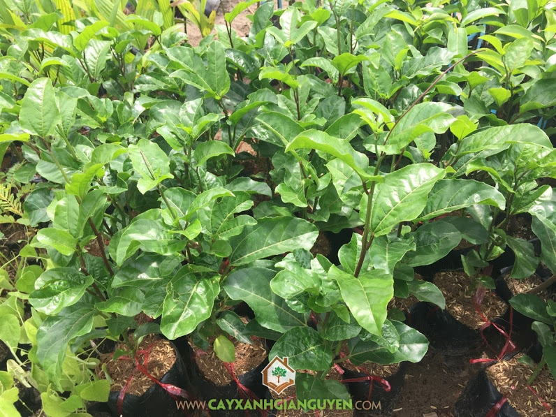Cây chanh, Giống chanh, Trồng cây, Bón phân cho chanh, Chăm sóc cây mẹ