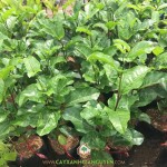 CÁCH CHĂM SÓC CÂY CHANH DÂY