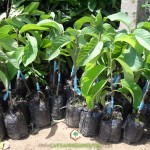 TẠI SAO NÓI MÃNG CẦU NA THÁI LÀ CÂY CHO THU HỒI VỐN NHANH