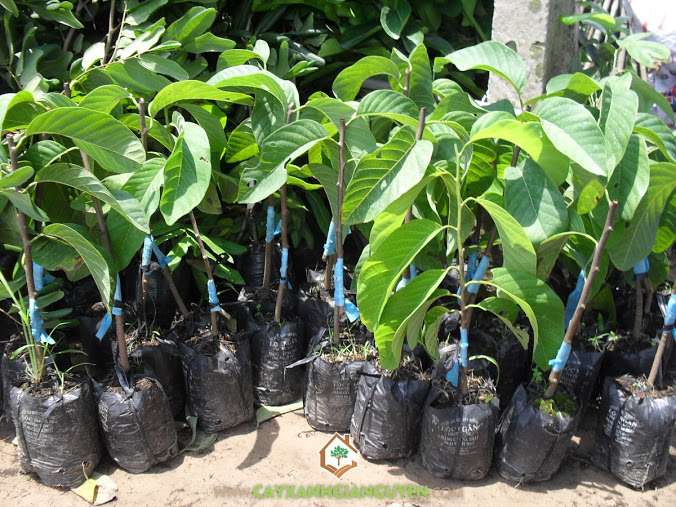 Mãng cầu na thái, Mãng cầu na, Trồng na thái, Giống na truyền thống, Cây na thái