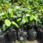 TÌM HIỂU VÚ SỮA LÒ RÈN VĨNH KIM