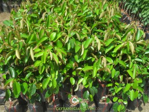 Vú Sữa Lò Rèn, Vú Sữa, Trái cây, Giống vú sữa, Trái vú sữa lò rèn ở Vĩnh Kim